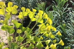 Horvath Blumen, Gestecke, Topfpflanzen, Floristik, Trauer, Hochzeit, Garten, Umtopfen