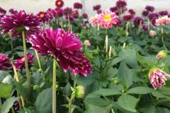 Horvath Blumen, Gestecke, Topfpflanzen, Floristik, Trauer, Hochzeit, Garten, Umtopfen