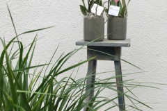 Blumen, Blumenstrauß, Gestecke, Topfpflanzen, Schnittblumen