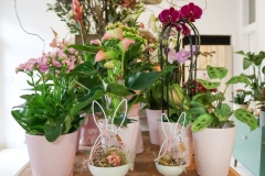Blumen Horvath Oggau